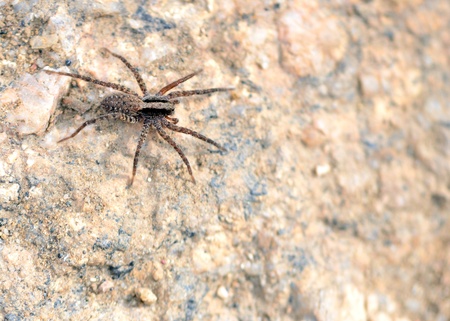 A wolf spider perched on a rock.の写真素材