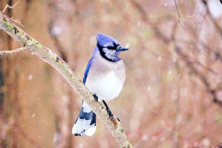 A blue jay perched on a tree branch.の写真素材