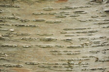 A tree bark background or textured copy space.の写真素材