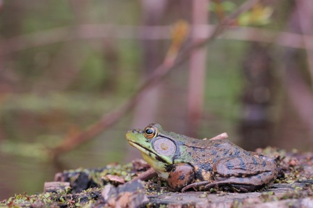 A bullfrog perched on a log in a swamp.の写真素材