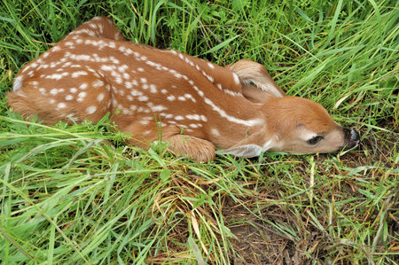 A newborn whitetail deer fawn attempting to hideの写真素材
