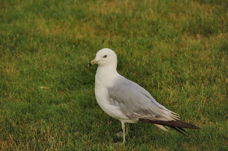 A ring-billed seagull sitting in the grass.の写真素材