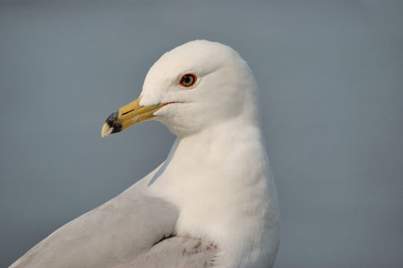 A  closeup head shot of a ring-billed seagull.