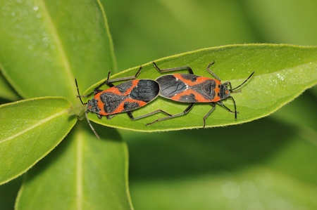 Milkweed Beetles perched on a plant leaf.の写真素材