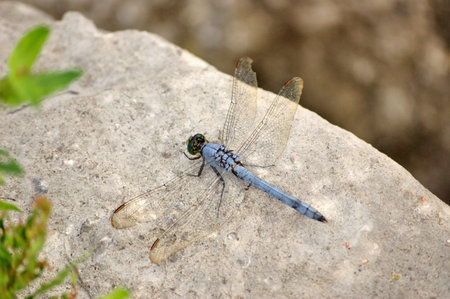 A Dragonfly perched on top of a rock.の写真素材