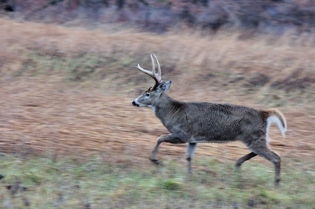 Young Whitetail Deer Buck on the move during rutting season.の写真素材