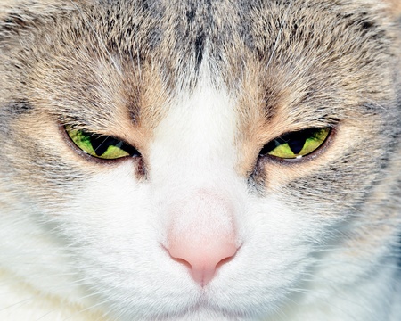 A closeup head shot of a domestic house cat.の写真素材