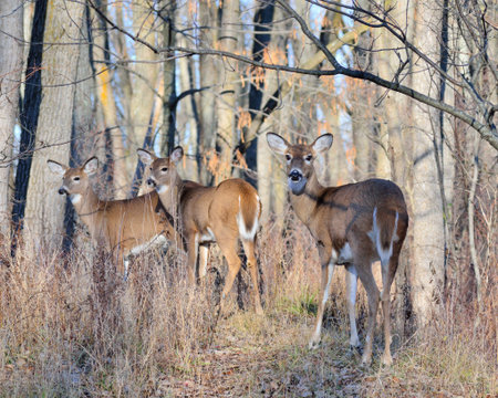 Whitetail Deer Doe with yearlings standing in a woods.の写真素材