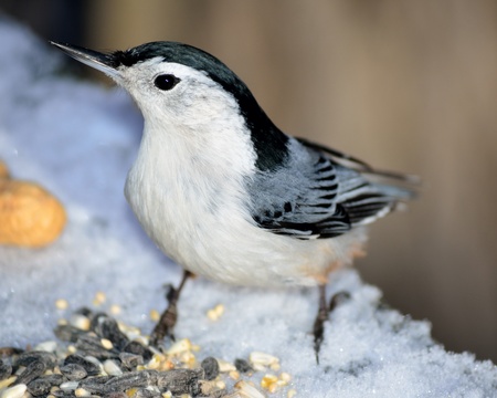A nuthatch perched with bird seed in snow.の写真素材
