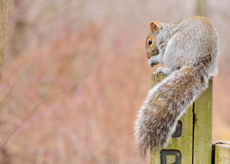 A gray squirrel perched in a post eating bird seed.