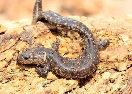 A Blue-spotted Salamander perched on a log.の写真素材