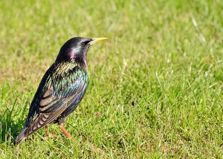 A starling standing in the green grass の写真素材