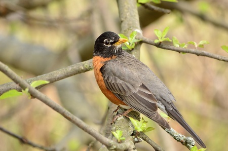 American Robin perched on a tree branch.の写真素材