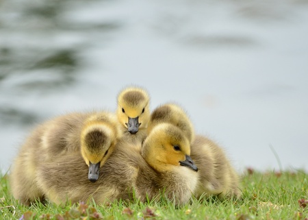 Canada Goose goslings sitting in the grass next to a pond.の写真素材