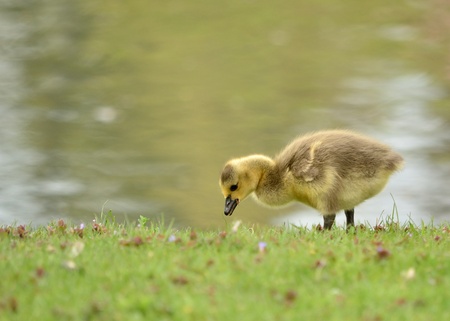 Canada Goose gosling in the grass next to a pond.の写真素材