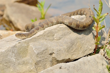 Northern Water Snake perched on a rock warming in the sun.の写真素材