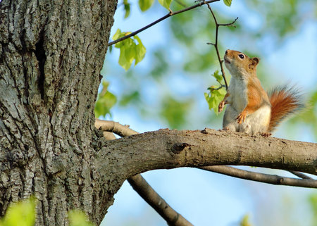 A red squirrel perched in a tree.の写真素材