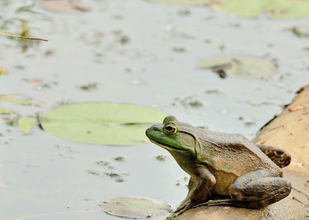 Bullfrog sitting sitting on a log in a swamp.の写真素材