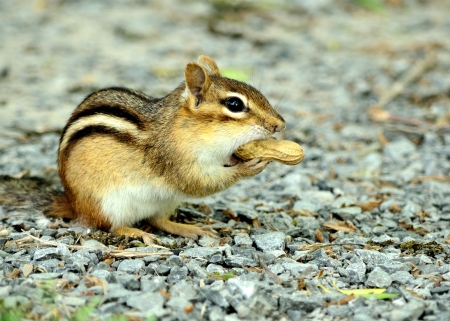 Chipmunk sitting on a gravel footpath eating a peanut.の写真素材