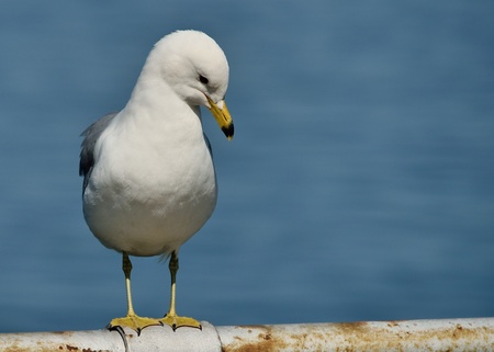 Ring-billed Seagull Perched on a metal railing along a lake.の写真素材