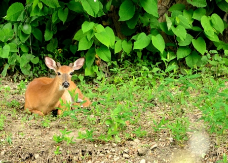 Whitetail Deer Button Buck bedded down at the edge of a woods.の写真素材