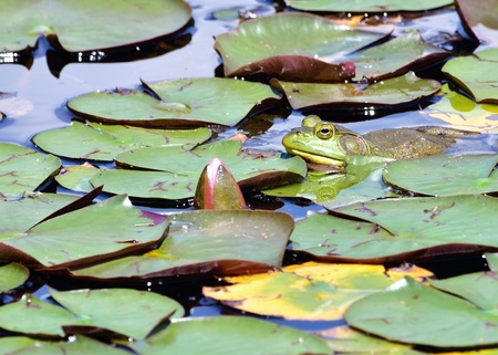 Bullfrog sitting in the water in a pond next to  lilly pads.の写真素材