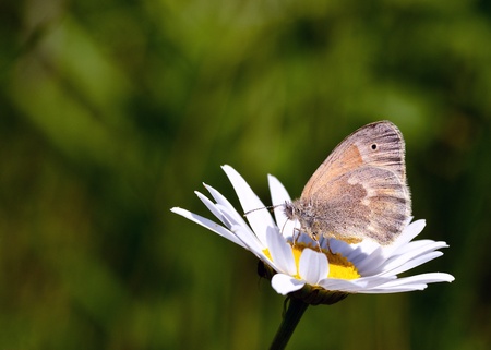 Common Ringlet Butterfly perched on a flower collecting pollen.の写真素材