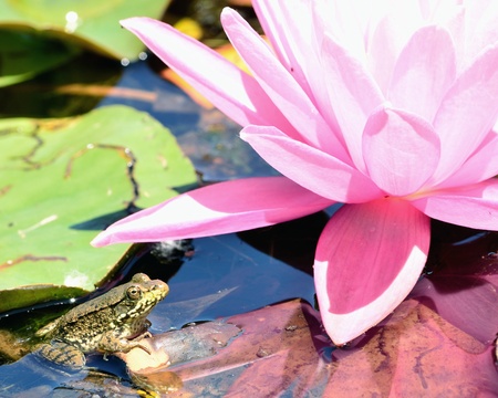Bullfrog sitting in the water in a pond next to lilly pads.の写真素材