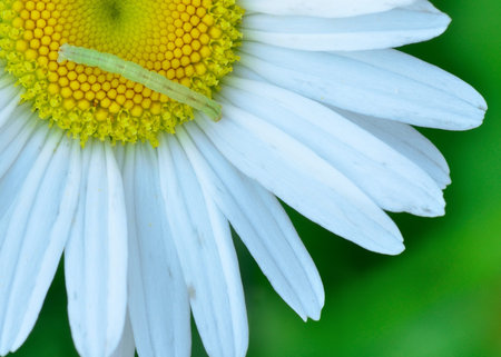 A macro closeup of a  Caterpillar perched on a flower.