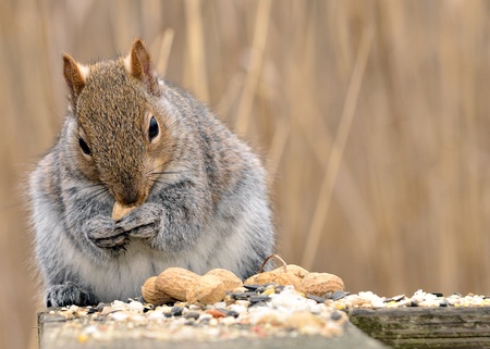 A Gray Squirrel perched on wood post eating peanuts.の写真素材