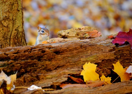 Chipmunk sitting behind a log with autumn colors.の写真素材