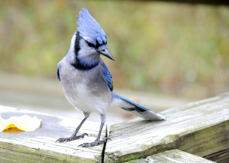 Blue Jay perched on a post eating peanuts.の写真素材