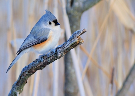 Tufted Titmouse perched on a tree branch.の写真素材