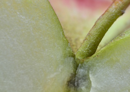 Apple Stem Macro for background or copy space.の写真素材