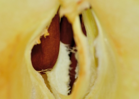 Apple Seed Macro for background or copy space.の写真素材