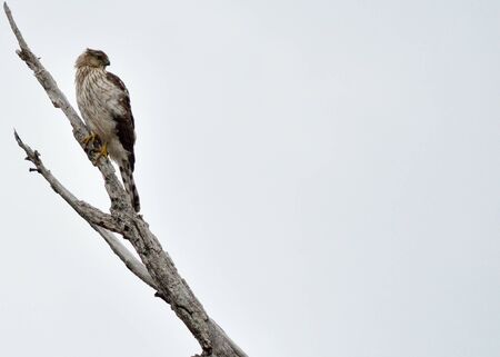 Coopers Hawk perched on a tree branch with plenty of copy space to the right.の写真素材