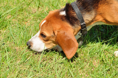  A Beagle on a sunny day in the park.の写真素材