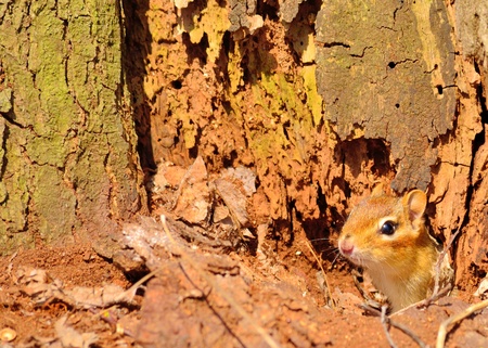 Chipmunk peering out of his hole at the base of a tree in right hand bottom corner.の写真素材