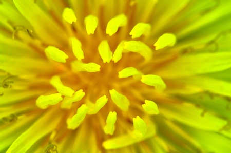A closeup dandelion macro shot of the flower.の写真素材