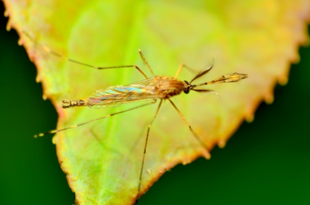 Mosquitoe perched on a green plant leaf.の写真素材