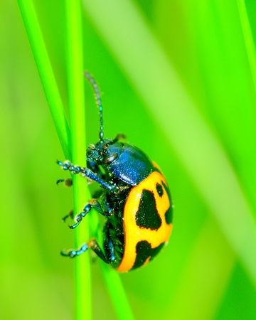 Swamp Milkweed Beetle perched on a plant stem.の写真素材