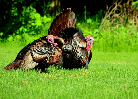 Wild Turkey strutting in the spring mating season for a female.の写真素材