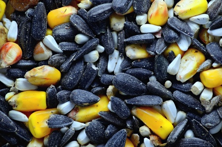 A Birdseed Macro closeup shot of assorted birdseed.の写真素材
