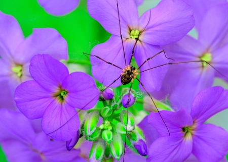 Harvestman Spider perched on a purple flower.の写真素材