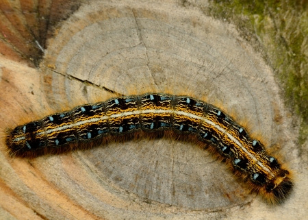 Tent Caterpillar crawling along a wooden plank.の写真素材