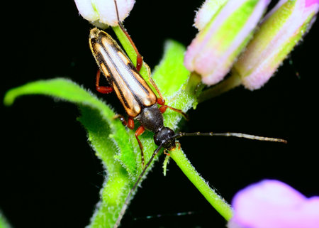 A Beetle perched on a plant stem.