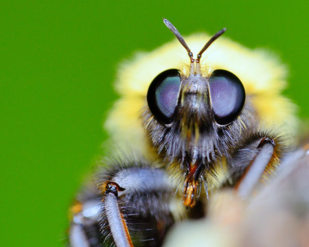 Bumble Bee perched on a plant leaf.