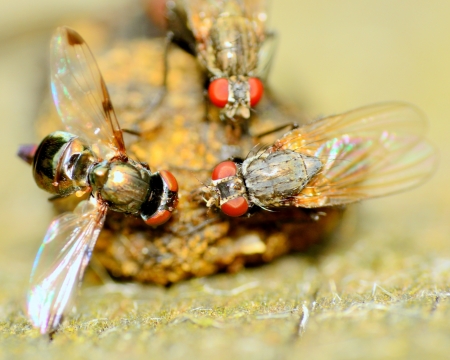 Macro closeup of a flies perched on a dung ball.の写真素材