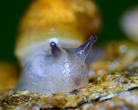Garden Snail crawling along a tree branch.の写真素材