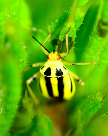 A Beetle perched on a plant stem.